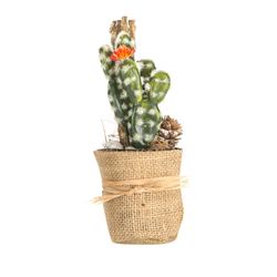 Planta-Artificial-Bonsai-Cactus-6-14Cm-Yute-----------------